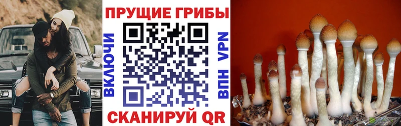 блэк спрут ТОР  Абакан  Псилоцибиновые грибы мухоморы 