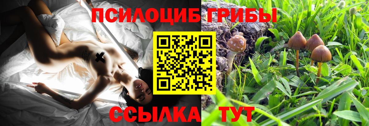 Псилоцибиновые грибы прущие грибы Абакан